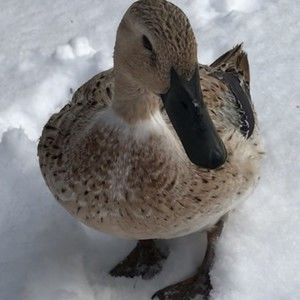 Meet your Posher, Margaret